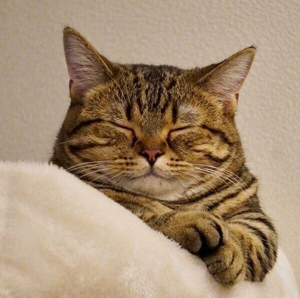 眠るもなちゃん