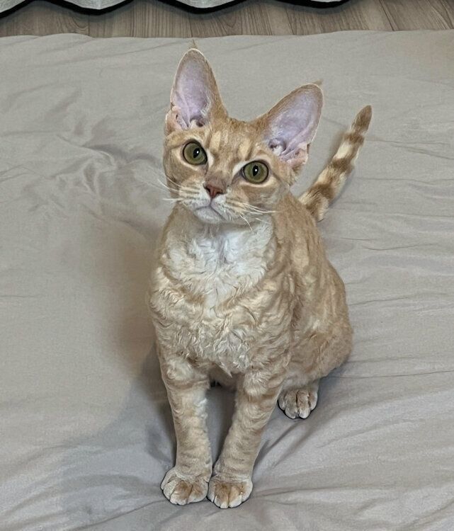 デボンレックスの子猫