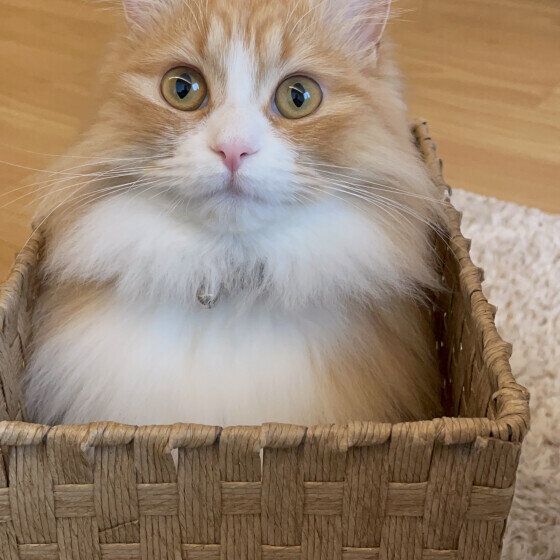 ラガマフィンの小麦ちゃん