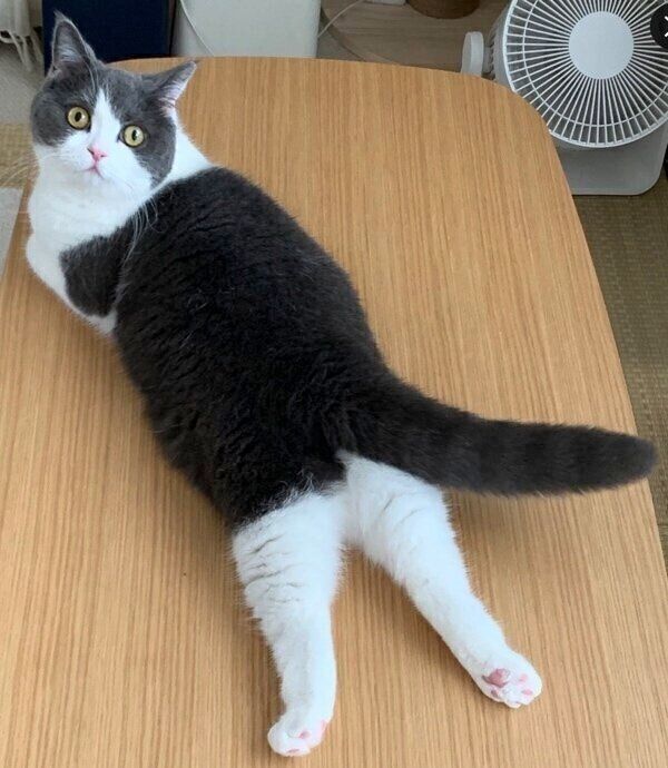 テーブルの上でまったりするおもちちゃん