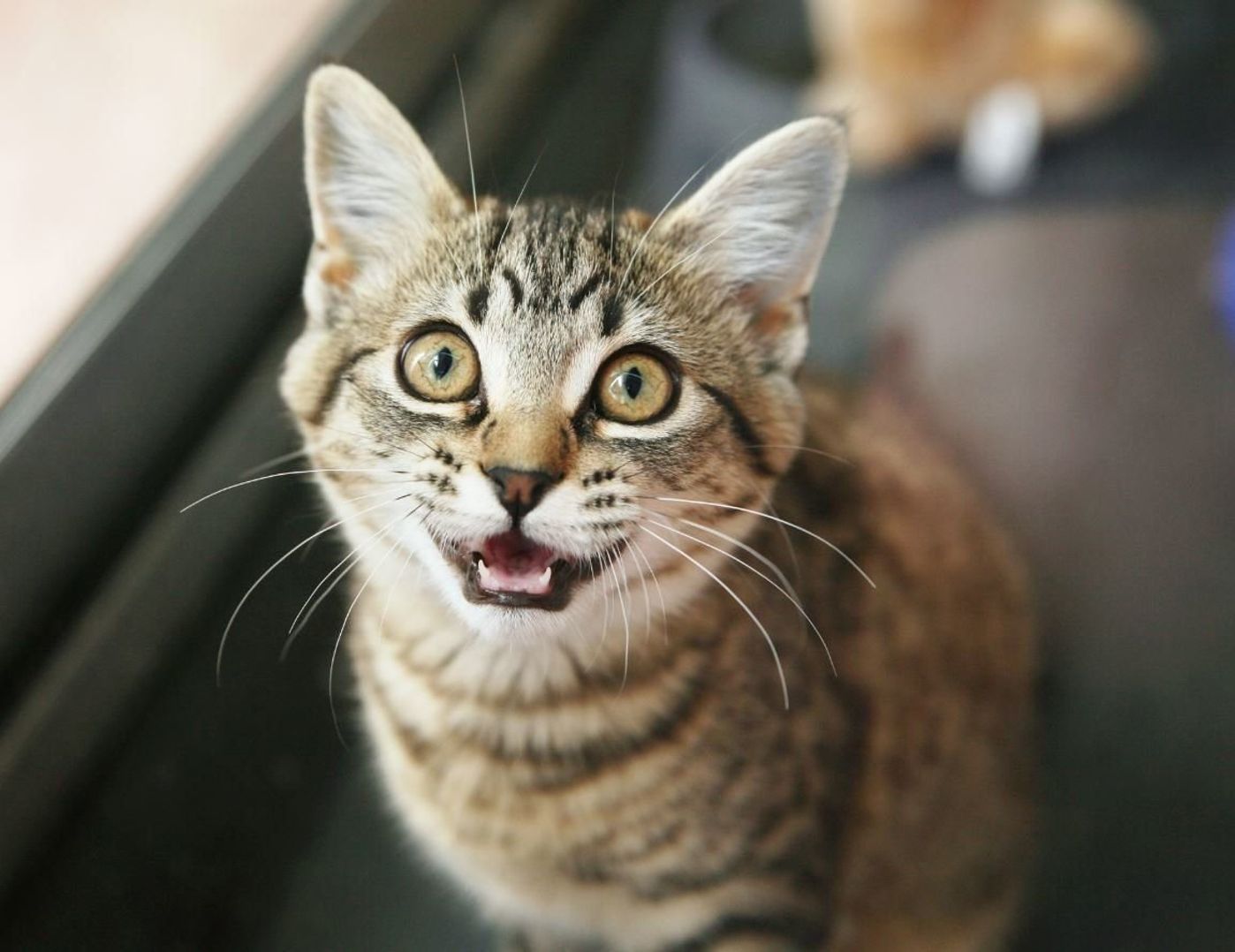 猫がまるで人のように 座れる のはどうして ねこのきもちweb Magazine 猫がまるで人のように 座れる のはどうして ねこのきもちweb Magazine