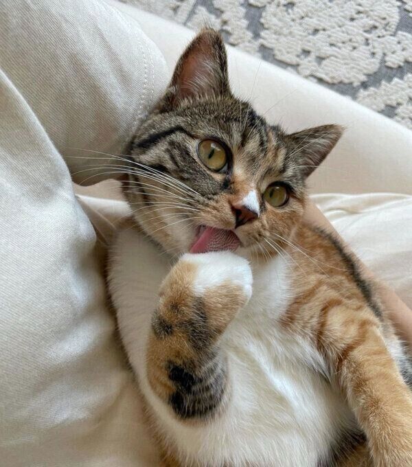 甘えるみそちゃん