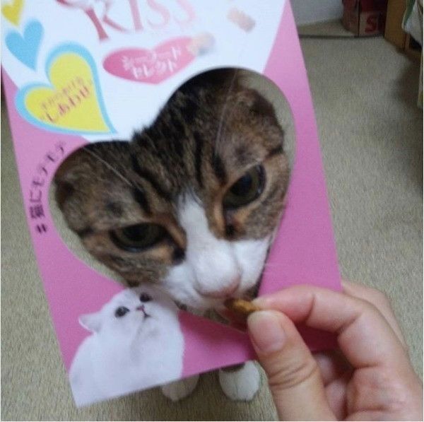 ハマるニャンコ