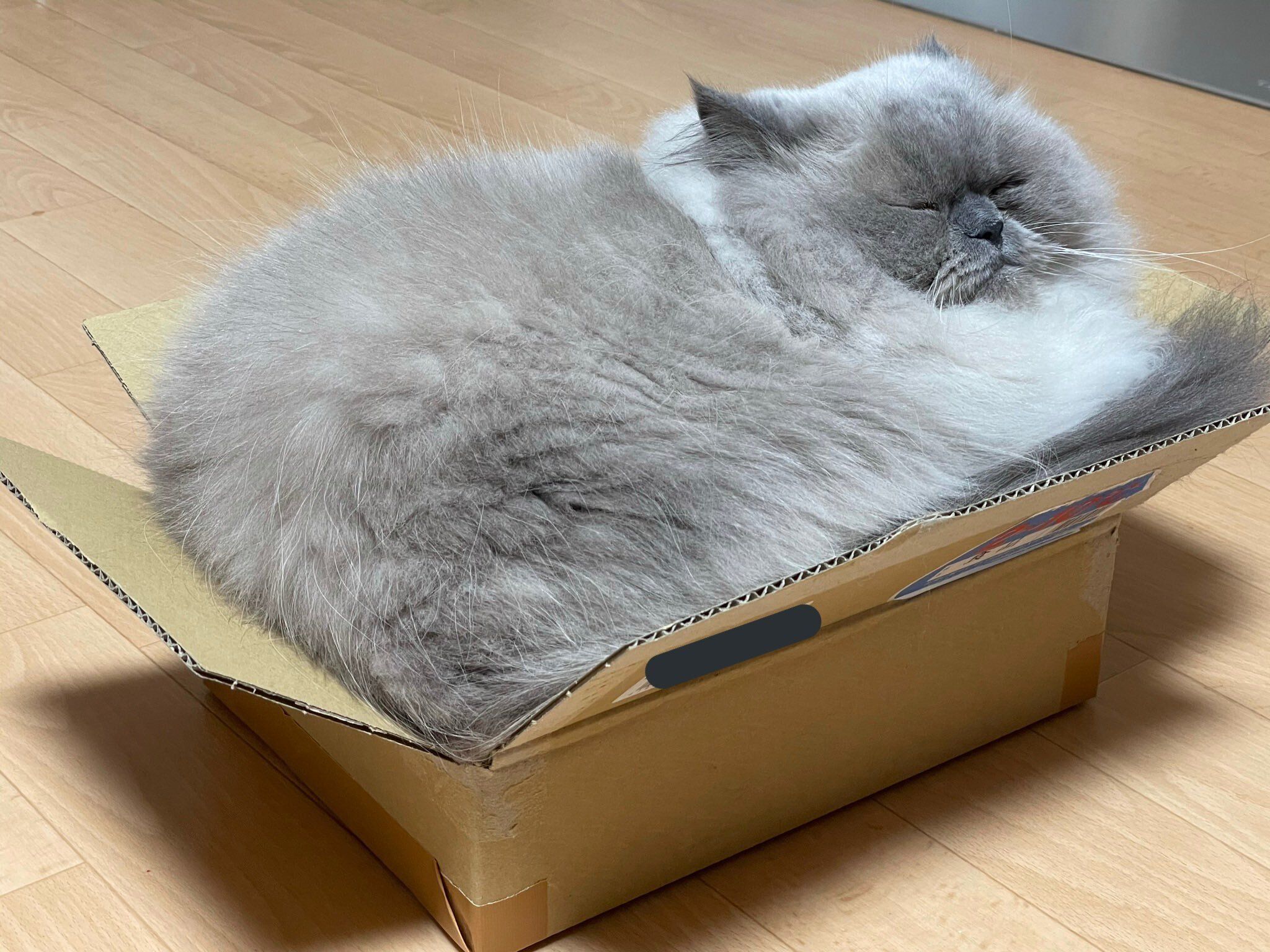 段ボール箱に収まっているヒマラヤン