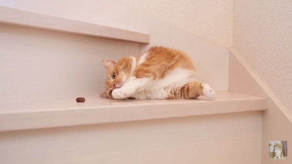 おやつが欲しい猫