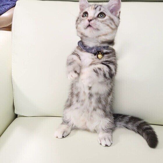 マンチカンのアルトちゃん