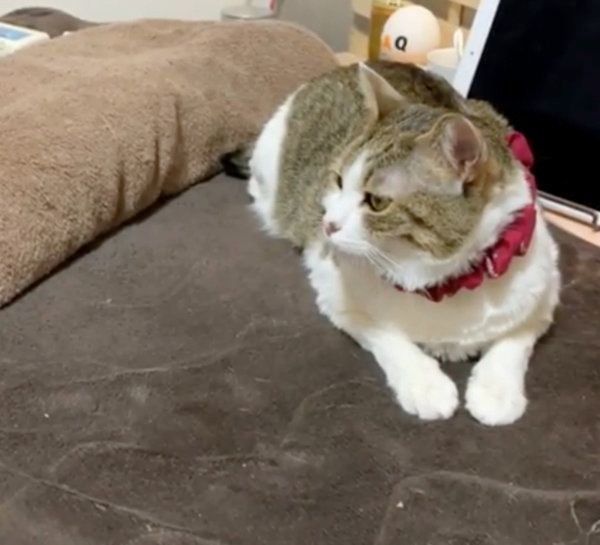 冷ややかな視線を送る猫