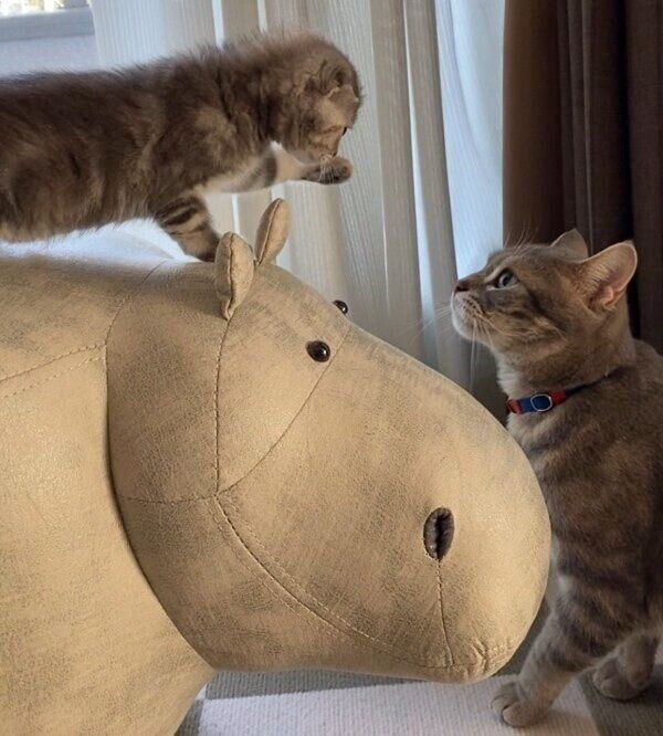 見つめ合うソラくんとハナ子ちゃん