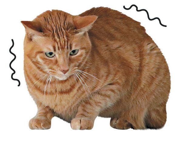 猫からのNOサインとは