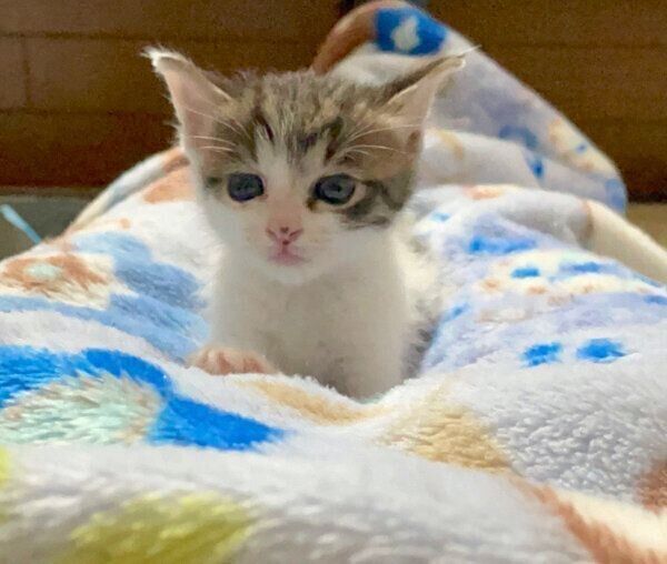 くつろぐ柚子もちくん