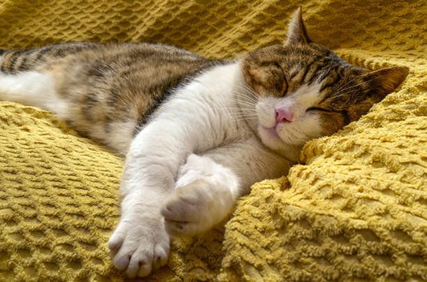 動物愛とケアのコンセプト。睡眠福祉。選択的フォーカス