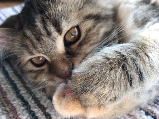 見つめるサイベリアン