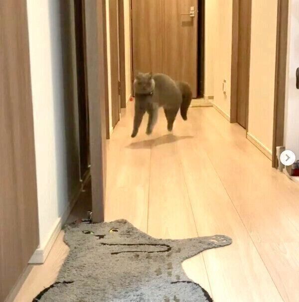 独特のステップを見せるトロくん
