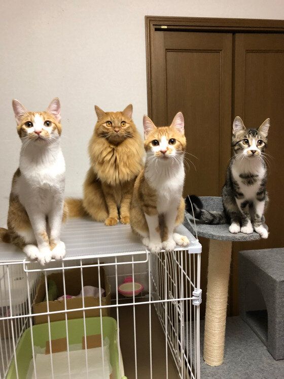 3兄弟の弟たちとMIX茶トラの空ちゃん