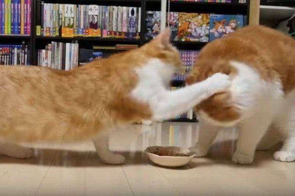 妹思いの兄ニャンコ