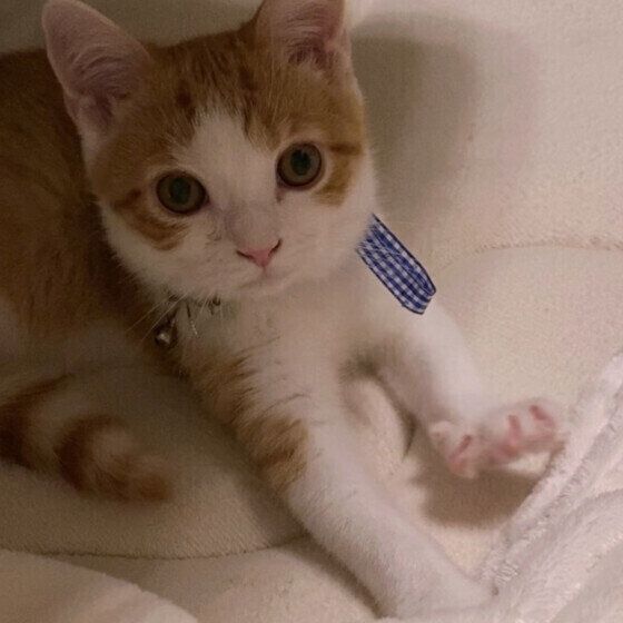 スコティッシュフォールドのはるくん