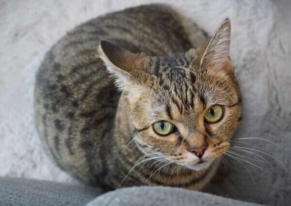 キリッとした表情をするもなちゃん