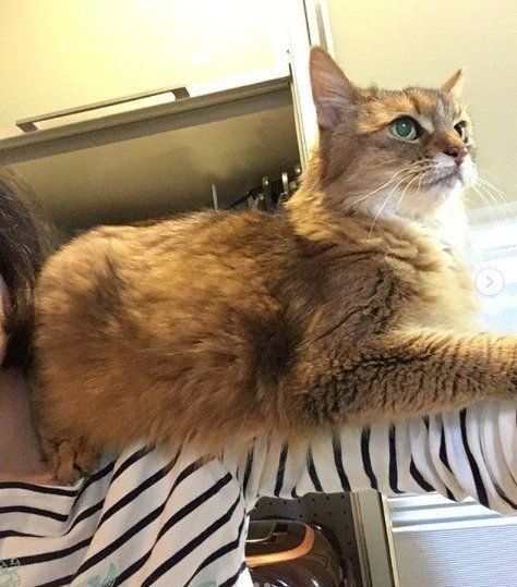 肩に乗る毛がもふもふの猫