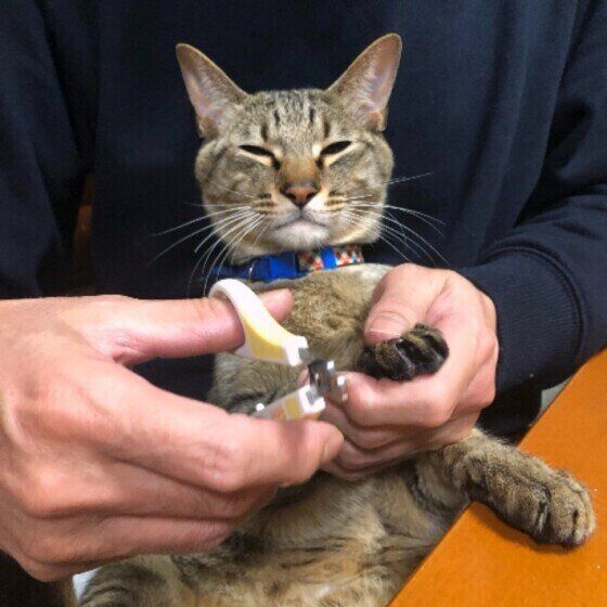 爪切りされるキジトラ