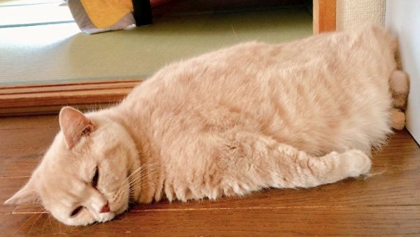 暑さに敏感な猫