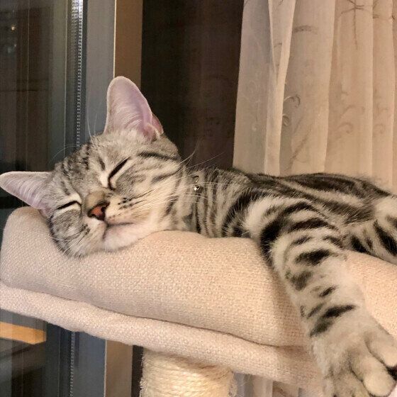 アメリカンショートヘアのりんくん