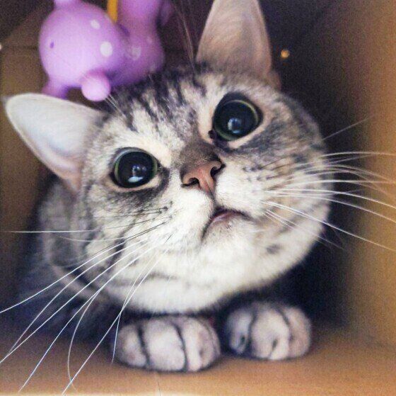 ダンボールに入るアメリカンショートヘア