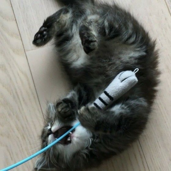 おもちゃで遊ぶサイベリアン