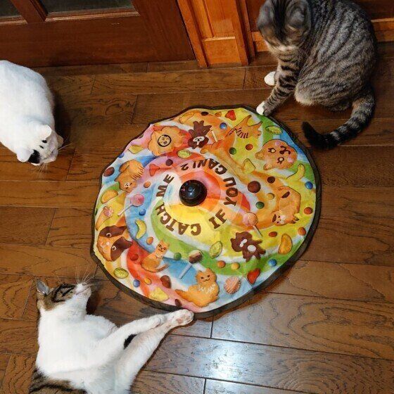 キャッチ・ミー・イフ・ユー・キャンで遊ぶ猫