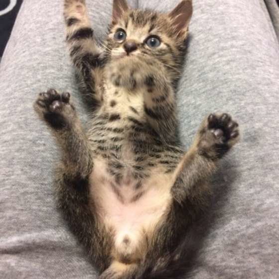 膝の上でじゃれているMIXキジトラポポ