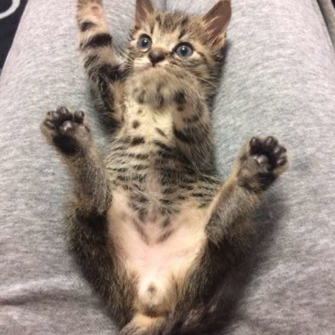 飼い主さんが選ぶ オス猫あるある ランキング ベスト5 ねこのきもちweb Magazine