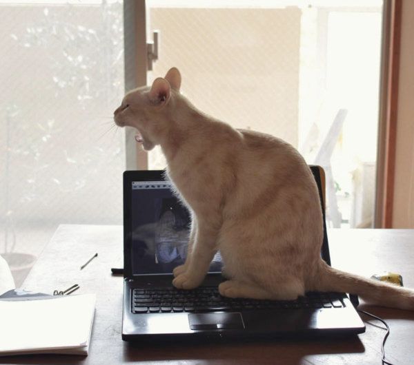 猫のチロちゃん