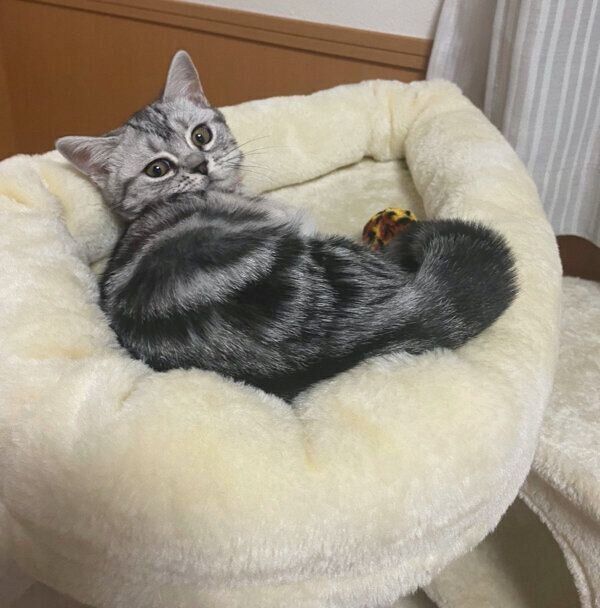 見つめるあんみつちゃん