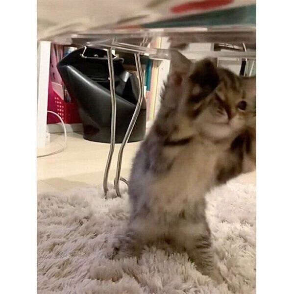 立ち上がって可愛い動きをするかぼすちゃん