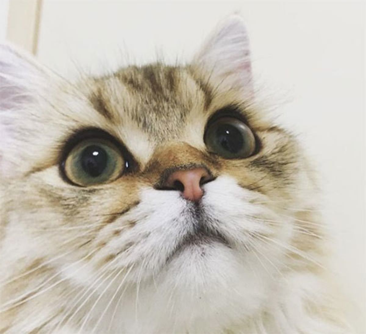 飼い主さんに撫でられてデレデレのニャンコが 突然 真顔 になったワケは ねこのきもちweb Magazine 飼い主さんに撫でられてデレデレのニャンコが 突然 真顔 になったワケは ねこのきもちweb Magazine