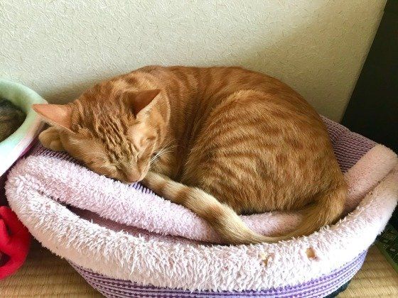 猫ベッドで眠る茶トラ