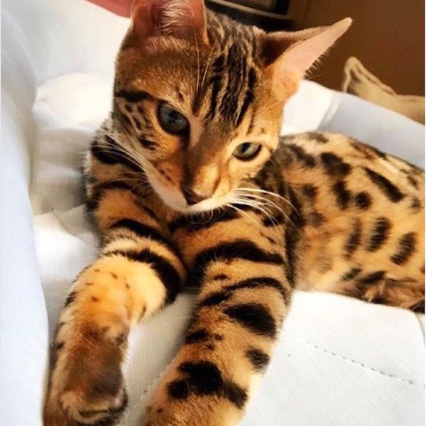 空振りニャンコ