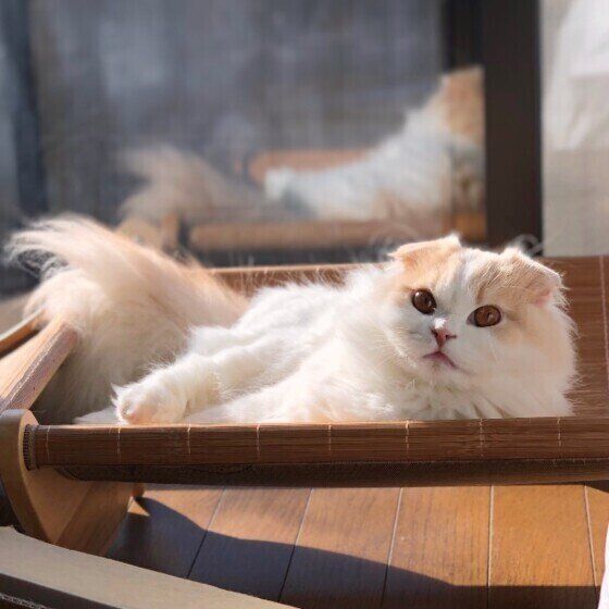 スコティッシュフォールドのそばちゃん