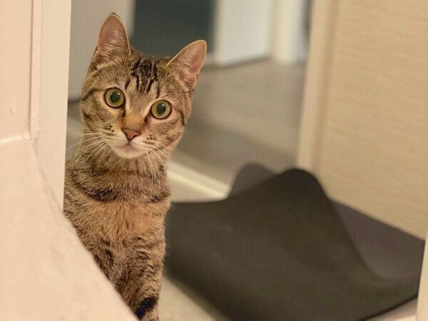 お風呂中の飼い主さんを見つめるあめちゃん