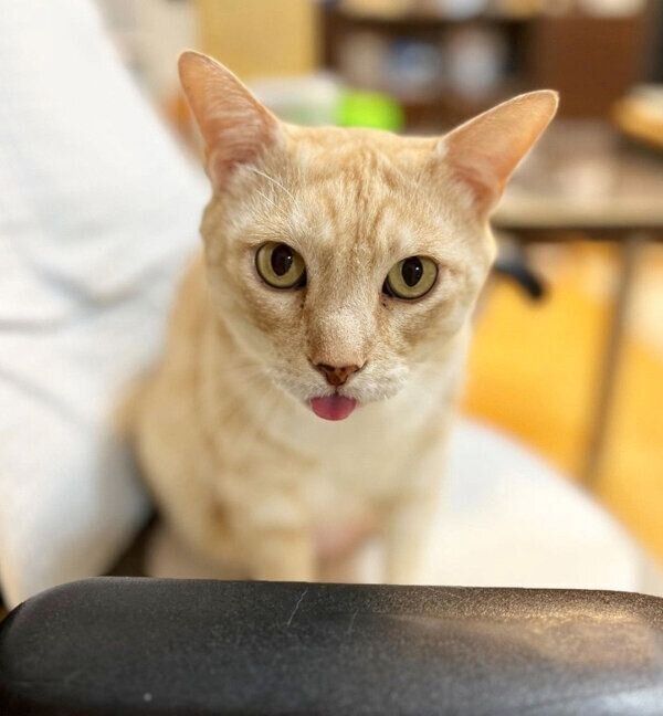 舌をペロッとするにゃーにゃくん