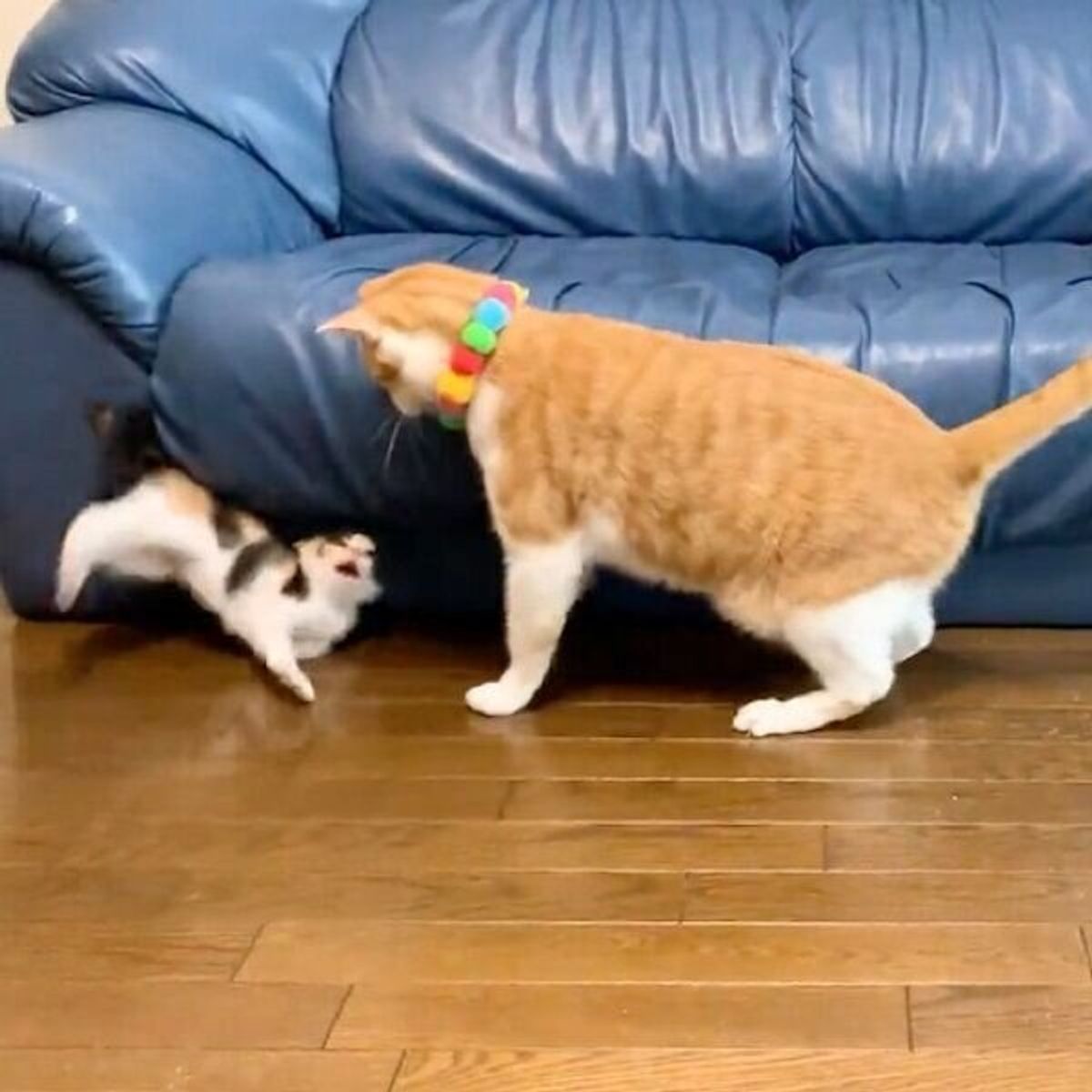 子猫を驚かせてしまった猫 仲直りしようとすると まさかの反応にしょんぼり ねこのきもちweb Magazine 子猫を驚かせてしまった猫 仲直りしようとすると まさかの反応にしょんぼり ねこのきもちweb Magazine