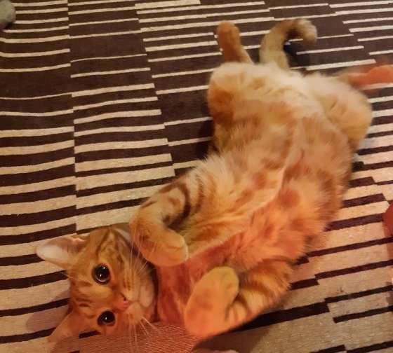 アメリカンショートヘアリラックス中