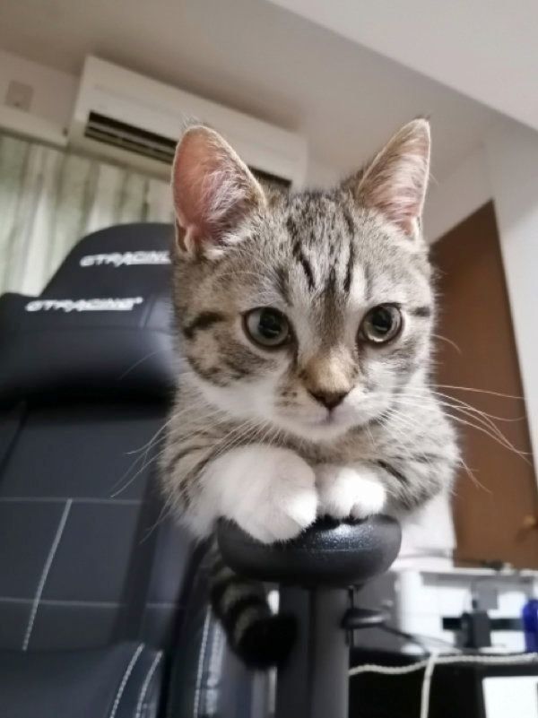 アームレストに登るもかちゃん