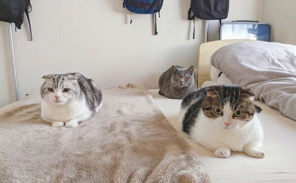 神妙な顔をする3匹