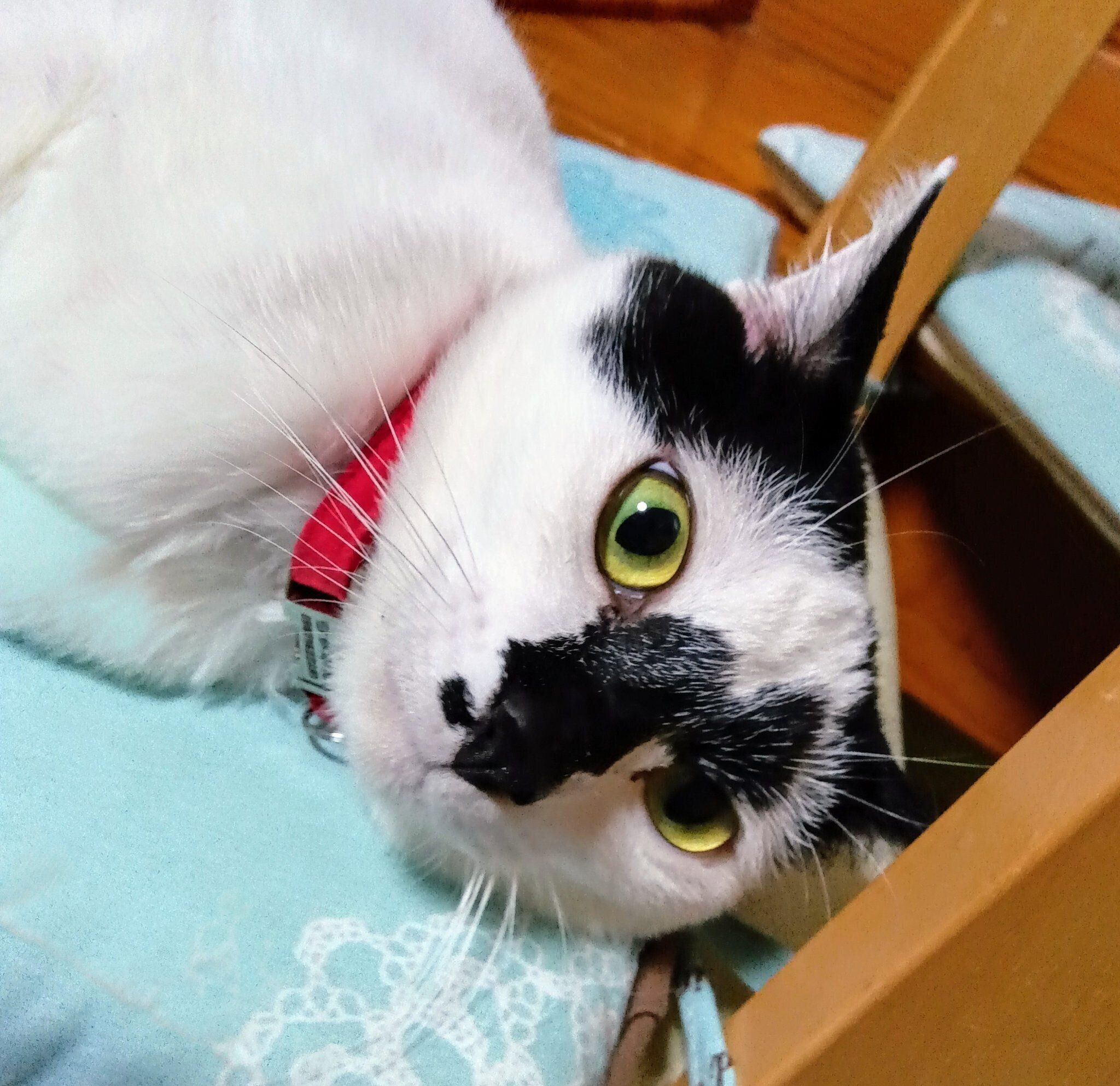 飼い主を見つめる猫