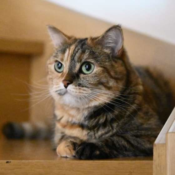 窓の外をじっと見る猫