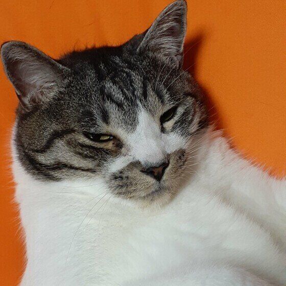 眠そうな表情をするヤンくん