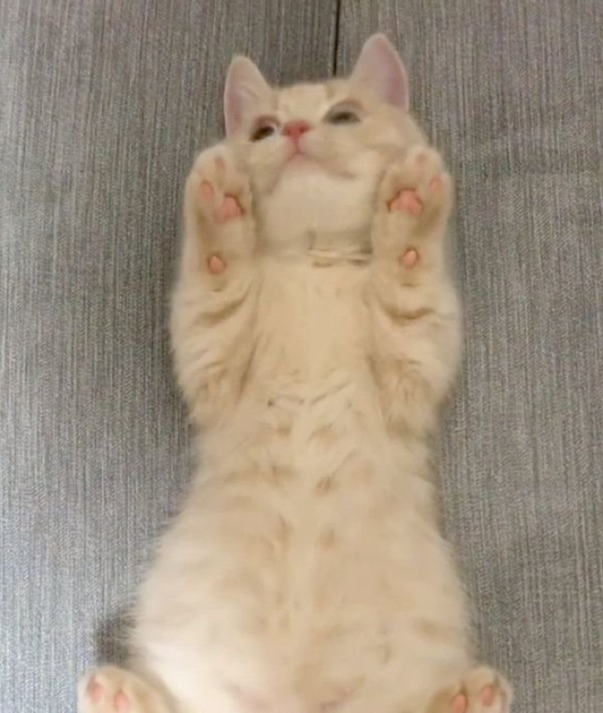 変な格好をさせられてる と気づいた猫のかわいい反応とは ねこのきもちweb Magazine 変な格好をさせられてる と気づいた猫のかわいい反応とは ねこのきもちweb Magazine