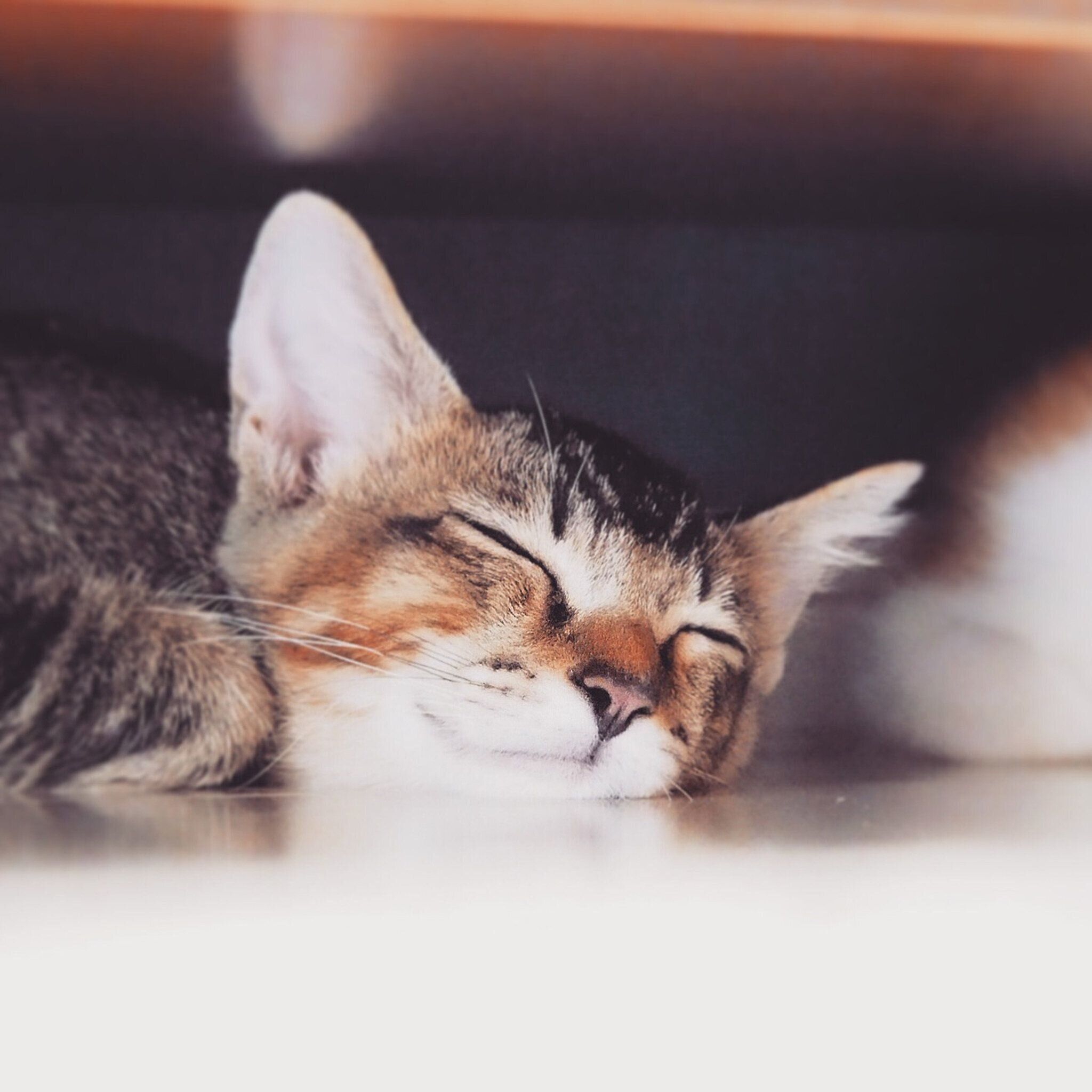 眠っている推定生後5カ月の子猫