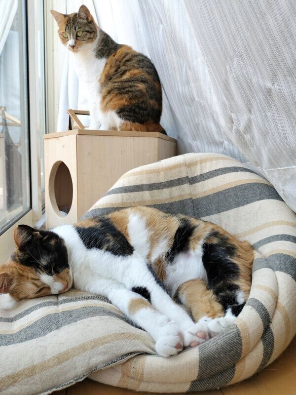 まったりするきなこちゃん、あんこちゃん