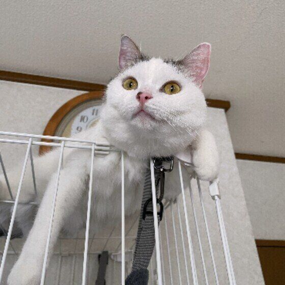 スコティッシュフォールドのごはんくん♪